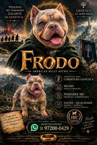 Monta disponível Frodo American bully micro tri lilac merle