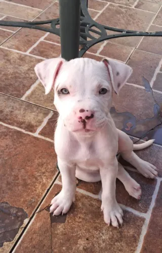 Lindos filhotes de Pitbull