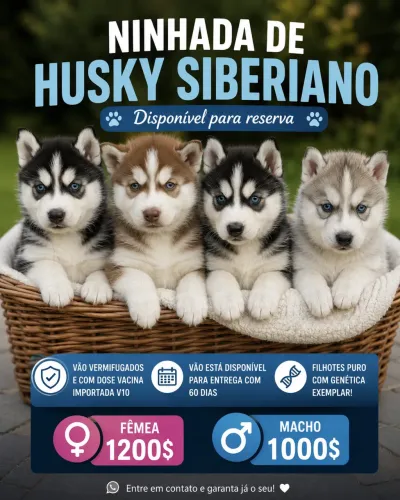 FILHOTE HUSKY SIBERIANO