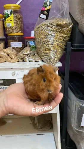 Porquinho da índia 