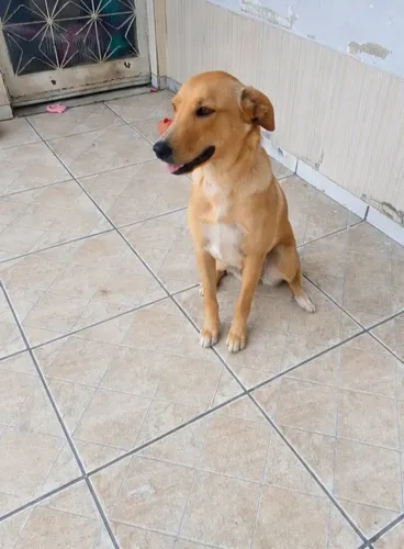 Border coolie com labrador 11 meses