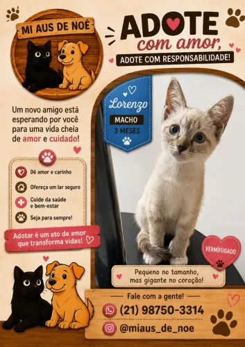 Gato para adoção 