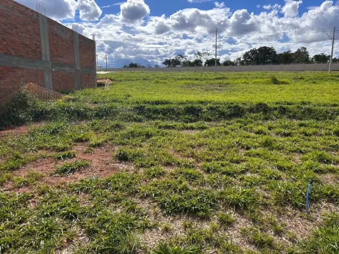 Lote Vinhas Flamboyant