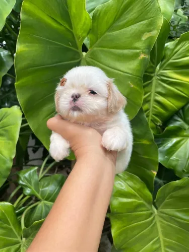 Filhote de shih Tzu machinho