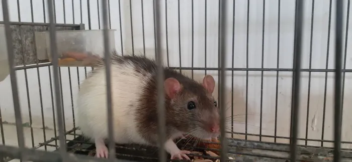 Rato Twitter com a gaiola