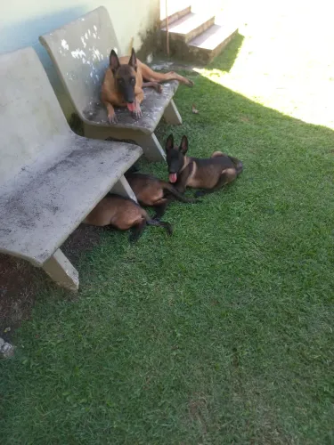 Pastor belga malinois