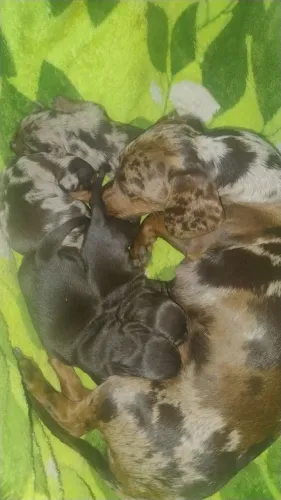 Dachshund kanichem