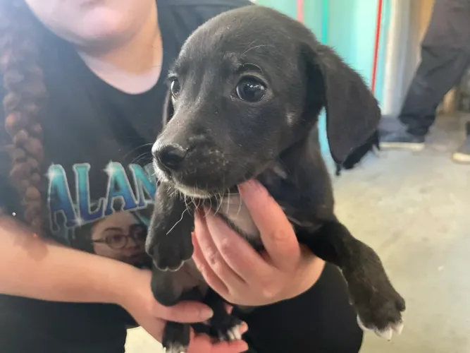 Filhotes de cachorro para doação