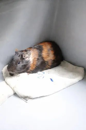 Vendo porquinho da índia