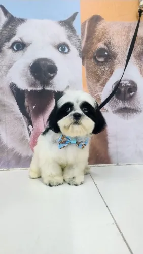 Filhote de Shih Tzu legítimo branco com listras pretas vermífugo em dia R$ 1,200