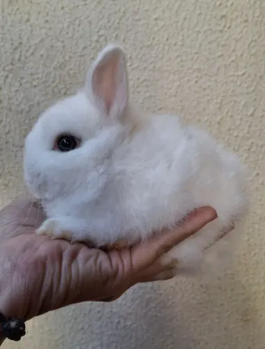 NETHERLAND DWARF COELHO ANÃO 