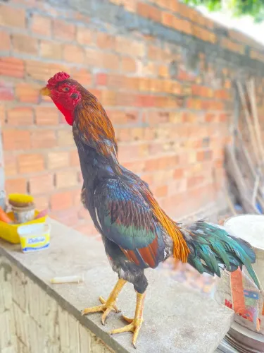 Galo carioca