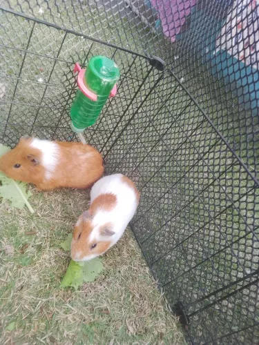 Porquinho da índia 