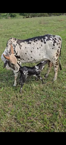 Vaca nelore pintado.
