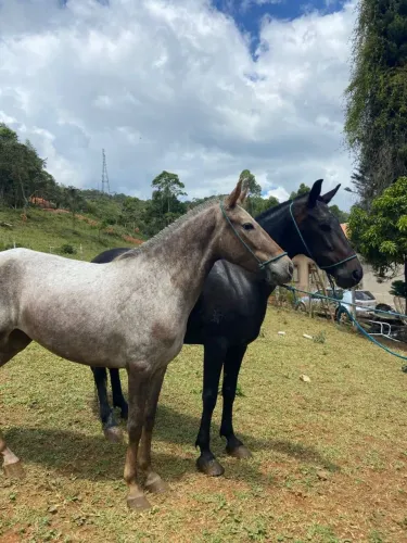 Potra rosilha