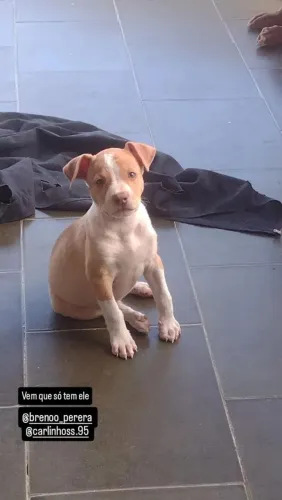 Cachorro Pitbull