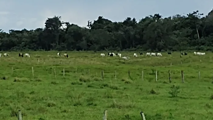R$3.5 milhões 200 hectares com 70% aberto há 135 km de Belém