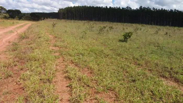Fazenda 1.230 hectares, em primavera do leste,  350 abertos, MT. 13 milhões.
