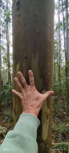 ÁREA 36 HECTARES COM EUCALIPTO E PINUS - ROLANTE/RS - ESCRITURA