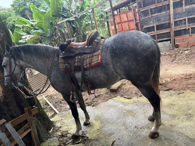 Cavalo manga larga Inteiro Tordilho Marcha picada  5 anos Manso demais