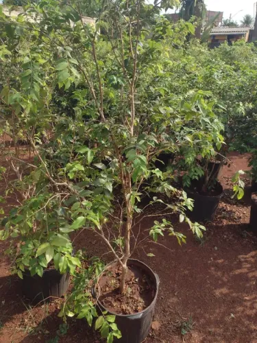 Jabuticaba 