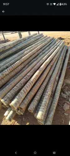 Opções de Eucalipto tratado.