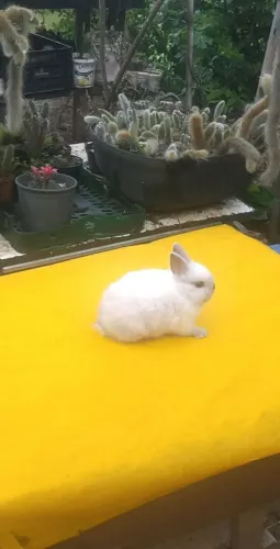 Netherland dwarf coelho anão