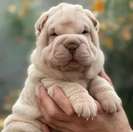 Maravilhosos  Shar Pei à Venda! 