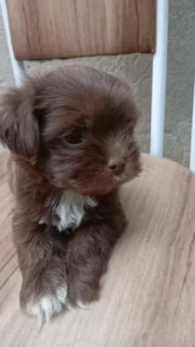 Vendo filhote Shitzu 