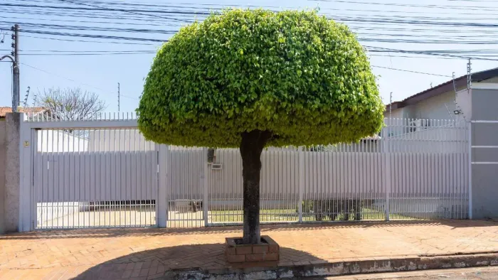 Casa Térrea no Bairro Vila Vilas Boas