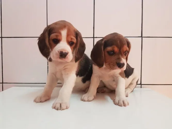 Beagle fêmea tricolor, já vacinada e vermifugada