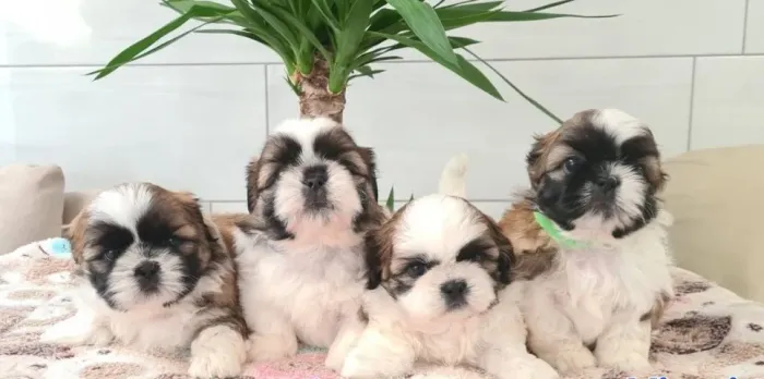 Shih-Tzu machos minúsculos a venda!!
