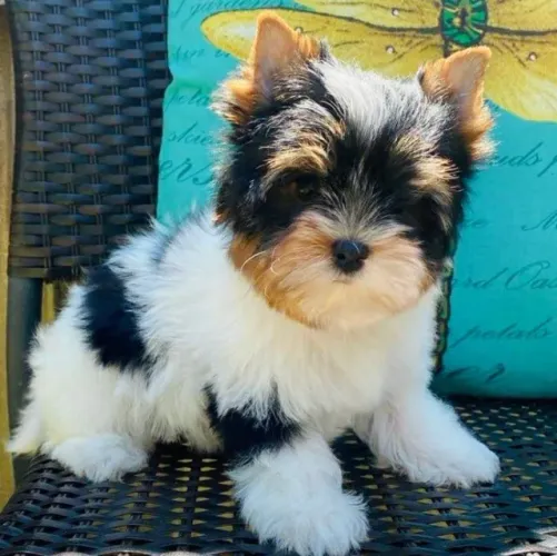  Biewer Terrier Um mini companheiro cheio de estilo.