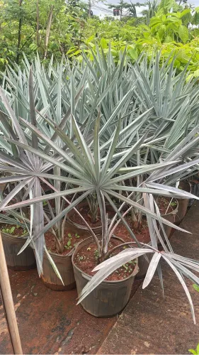 Muda de Palmeira Azul