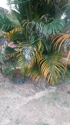 Muda de palmeira para arrancar 