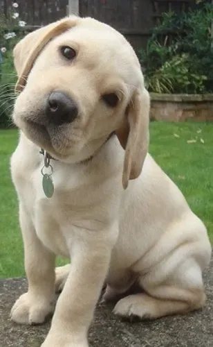 Filhote Labrador para lamber as suas lágrimas 