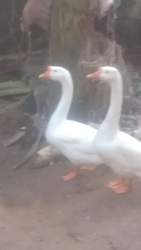 Vendemos ovos diferenciadas