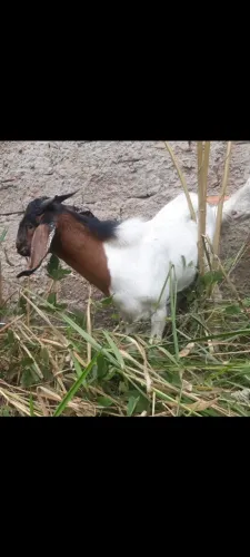 Vendo Bode grande é inteiro 