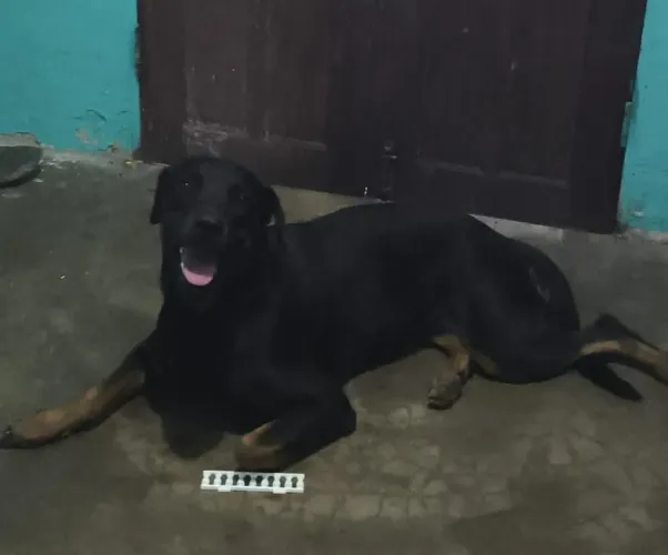 Estou doando uma rottweiler fêmea