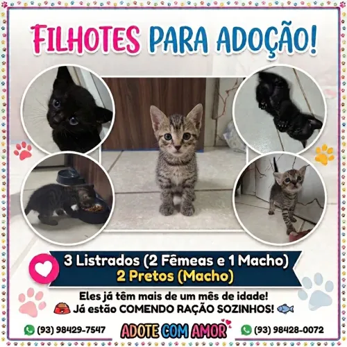 Filhotes de gato para adoção