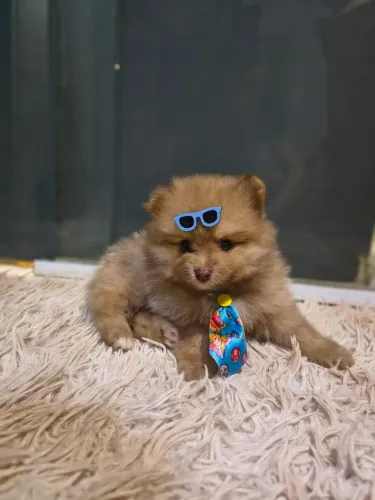 Spitz Alemão anão