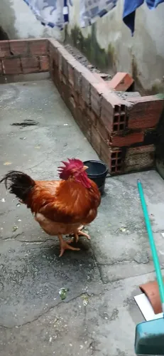 Vende se galo