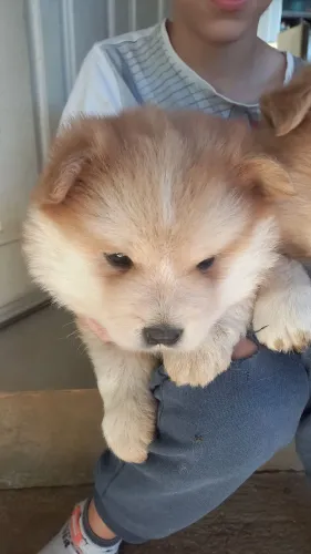 lindos filhotes de akita com pastor suíço já comendo sozinhos. 500 reais