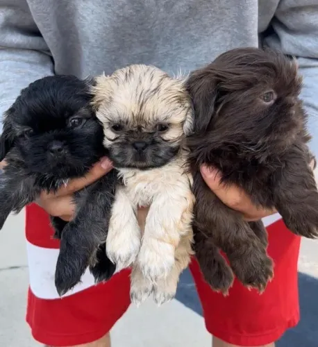 Filhotes de Shih Tzu | Encanto cheio de amor.
