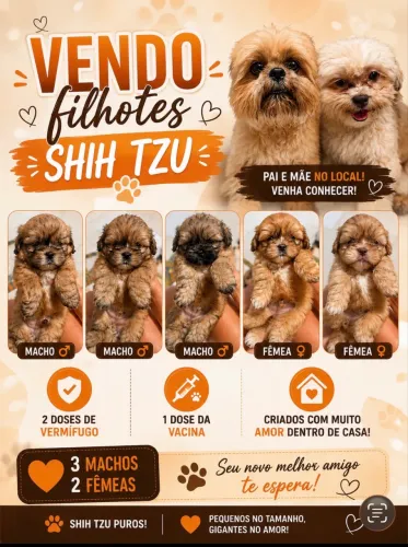 Filhotes de Shitzu (venda)
