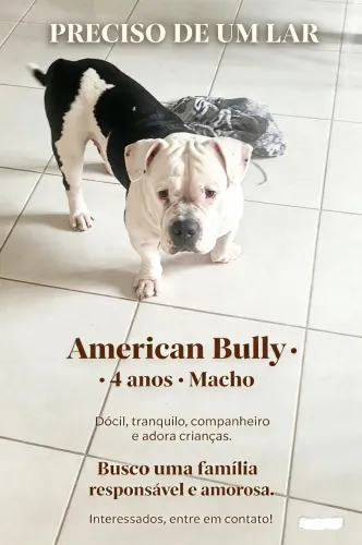 American Bully 