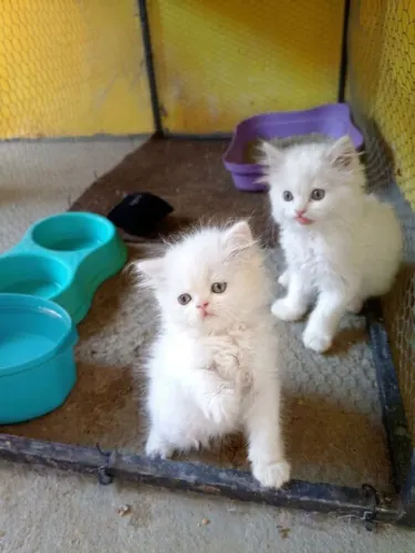 GATOS PERSA 