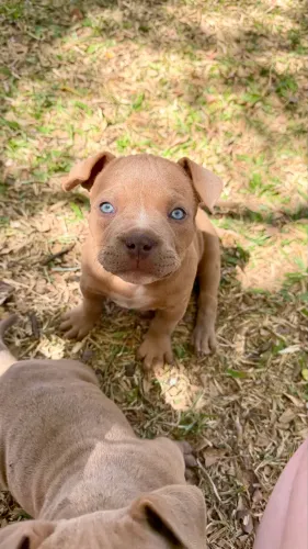 Filhotes American Bully Micro
