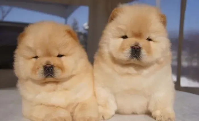 Chow Chow "Respeito antes de tudo."