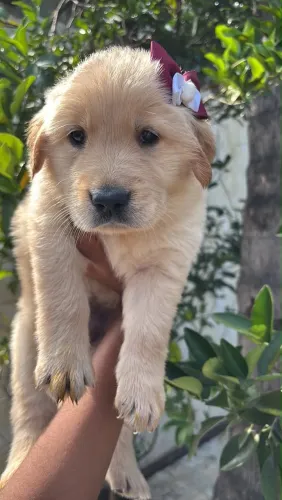 Golden Retriever Disponíveis